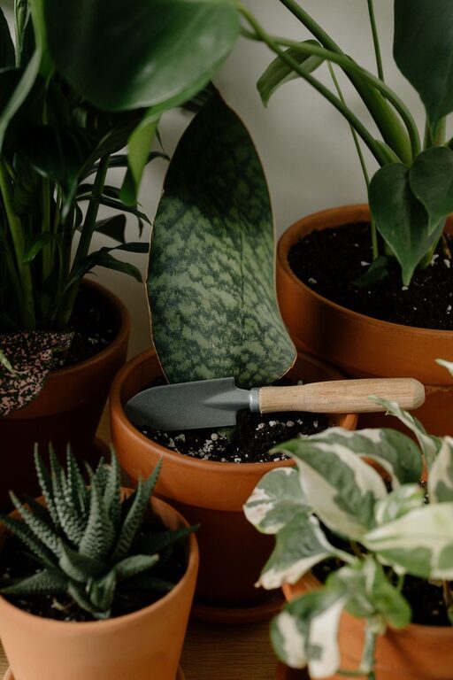 The Benefits of Indoor Plants and How to Care for Them Effectively